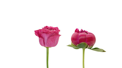 Obraz premium ピンクの薔薇とシャクヤク 背景透過素材