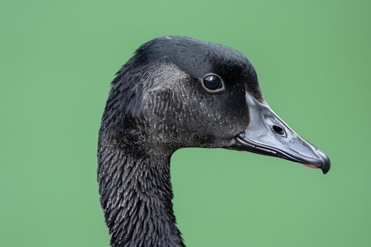 Close-up side view of a black goose head and neck on a plain green background.