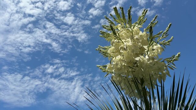 Yucca rostrata Beaked Yucca succulent tree with creamy-white flowers that bloom in large, dense clusters on towering stalk  against sky.