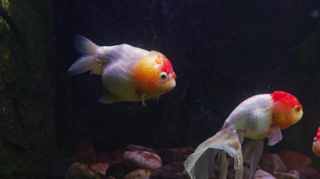 Oranda goldfish with red and orange wens gracefully swim and interact inside a home aquarium