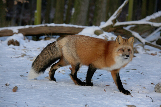 Rotfuchs (Vulpes vulpes) im Wald, Winter