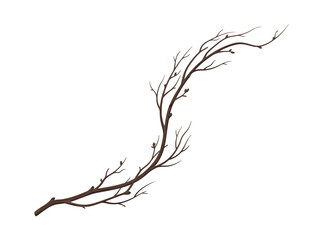 Fototapeta premium A single bare tree branch with many small twigs.