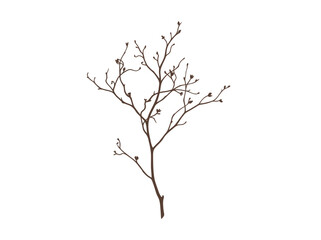 Fototapeta premium A delicate bare branch with small buds.