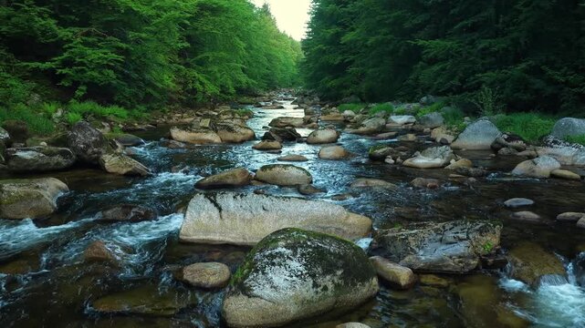 Beautiful Sunrise In Sunny Spring Forest with Mountain River . Sunlight Sunbeams Through Woods In Forest Landscape with Authentic Nature Sound
