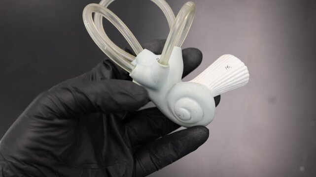 Rotating Inner Ear Anatomy Model Showing Cochlea Semicircular Canals and Vestibule