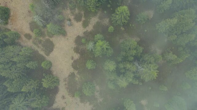 Top down aerial view of misty forest clearing with trees in thick fog