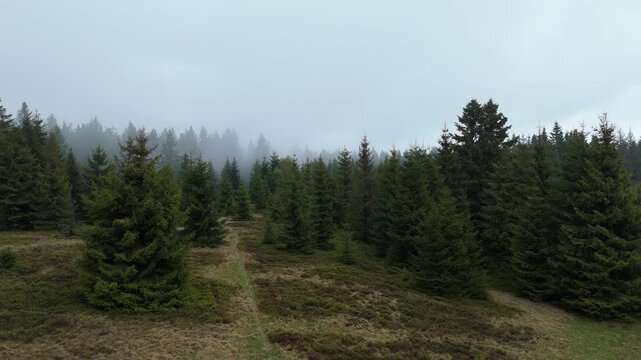 Low altitude lateral aerial flight past spruce trees in misty mountain forest