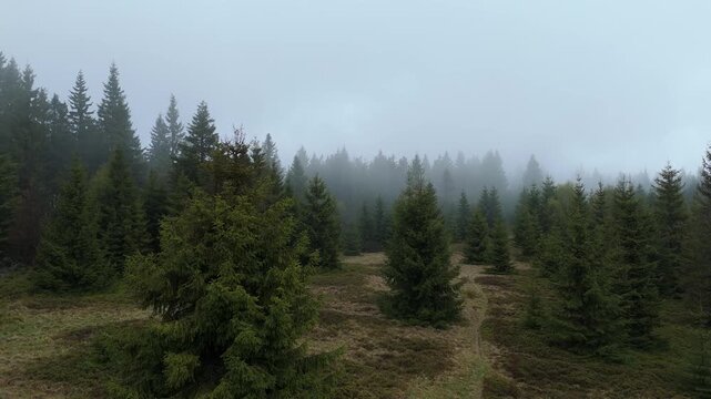 Low altitude drone forward flight over meadow towards misty spruce forest