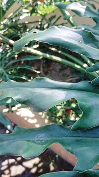Two Tiny Ants Walking on Large Tropical Philodendron Selloum Leaf in Dappled Sunlight, Macro 4K Wildlife B-roll