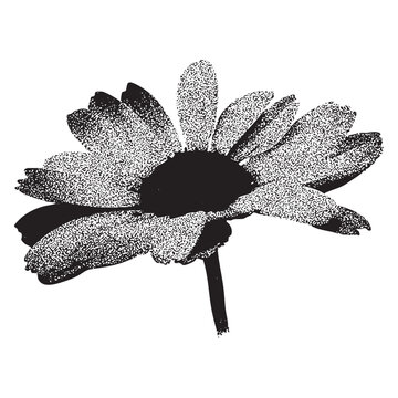 daisy Flower Stipple Illustration. Flower Photocopy vector Illustration