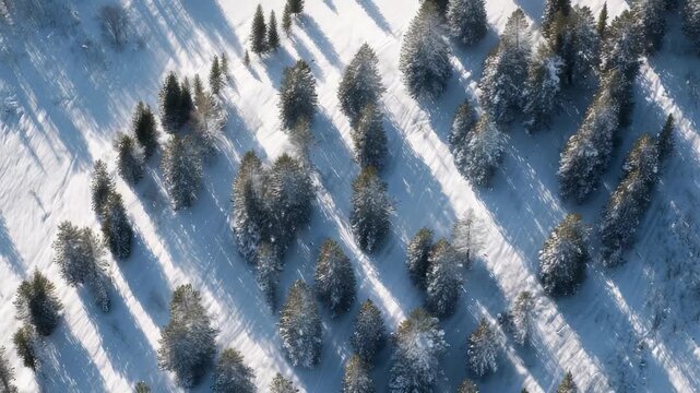 Drone captures a top down perspective of pine trees in a serene winter forest, their shadows stretching across pristine snow. The tranquil scene highlights natural beauty and seasonal contrast