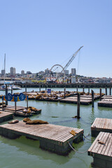 Obraz premium San Francisco California 05 Jun 2026 sea lions on Pier 39 docks with bay and skyline