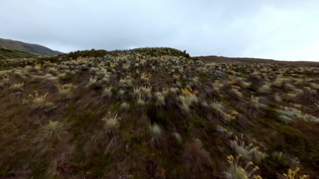 Sumapaz