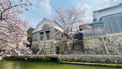 青空の下、八幡堀の運河沿いに咲き誇る美しい桜と伝統的な白壁土蔵、古い石垣が立ち並ぶ近江八幡の歴史的な水郷風景、滋賀県の観光名所。 © Elsie