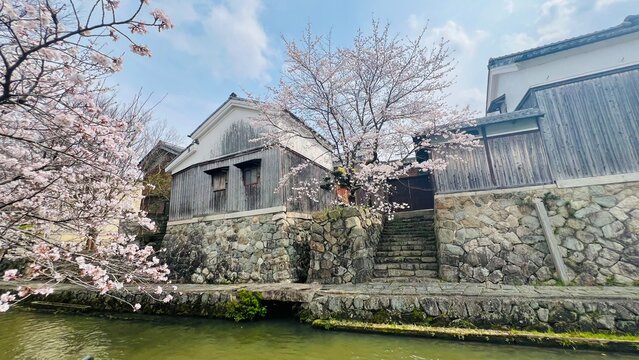 青空の下、八幡堀の運河沿いに咲き誇る美しい桜と伝統的な白壁土蔵、古い石垣が立ち並ぶ近江八幡の歴史的な水郷風景、滋賀県の観光名所。