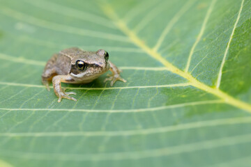 Obraz premium Small frog on green leaf with visible veins in natural habitat