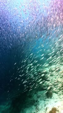 A dense, swirling school of small silver fish moves in unison through deep blue and green ocean water.