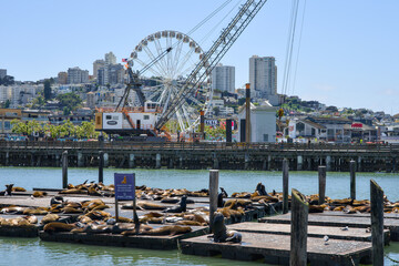 Obraz premium San Francisco California 05 Jun 2026 sea lions resting on docks at Pier 39 waterfront