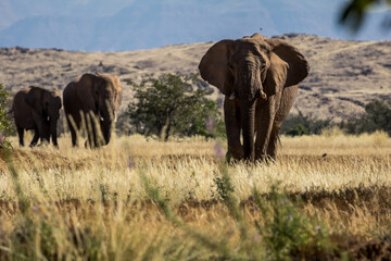 Obraz premium A herd of desert elephants