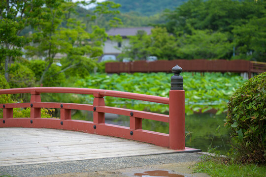 初夏の日本庭園の風景、池一面に広がる青々とした蓮の葉と雨上がりの水滴、緑豊かな自然の中に映える風情ある朱塗りの太鼓橋と木造の橋、アヤメや石灯籠が彩る和の美しい景観の背景素材