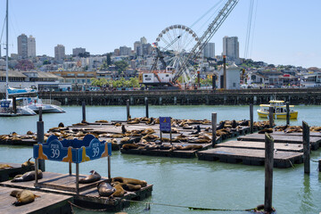Obraz premium San Francisco California 05 Jun 2026 sea lions on floating docks near Pier 39