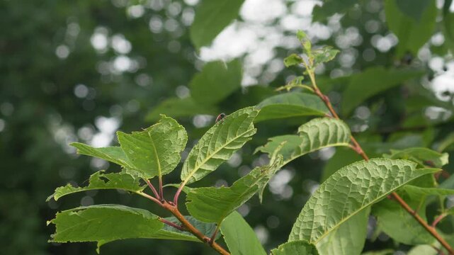 Clytra Quadripunctata Beetle Resting on a Leaf - 4K Macro Slow Motion Static Shot