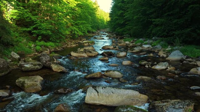 Beautiful Sunrise In Sunny Spring Forest with Mountain River . Sunlight Sunbeams Through Woods In Forest Landscape with Authentic Nature Sound