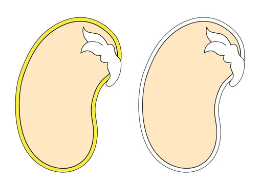 Simplified Bean Seed Anatomy Diagram (Dicotyledon)