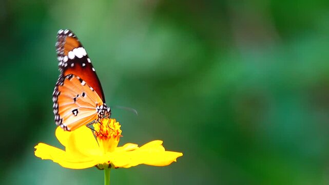 Close-up of a butterfly feeding on a small wildflower, showing delicate wings and fine details against a soft green background, capturing calm natural behavior and vibrant outdoor life.