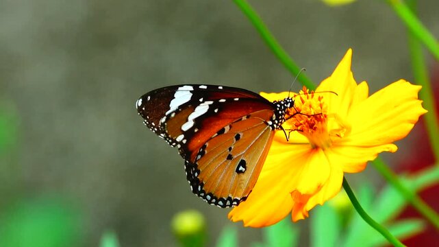 Close-up of a butterfly feeding on a small wildflower, showing delicate wings and fine details against a soft green background, capturing calm natural behavior and vibrant outdoor life.