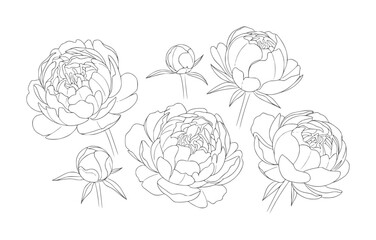 Delicate line of blooming peonies and buds white peony flower botanical © Ali