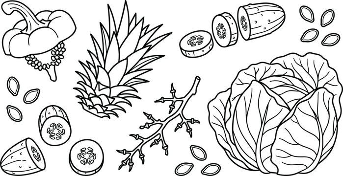 Minimalist healthy vegetables line art vector illustration collection set featuring cabbage pepper cucumber slices pineapple and organic seeds