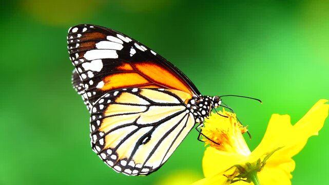 Close-up of a butterfly feeding on a small wildflower, showing delicate wings and fine details against a soft green background, capturing calm natural behavior and vibrant outdoor life.