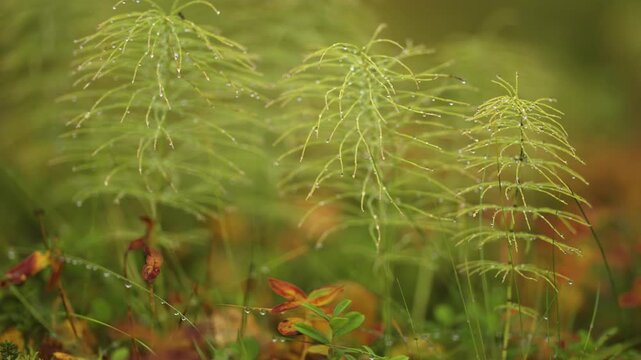 Fresh dew drops on green horsetail plants in forest close up.