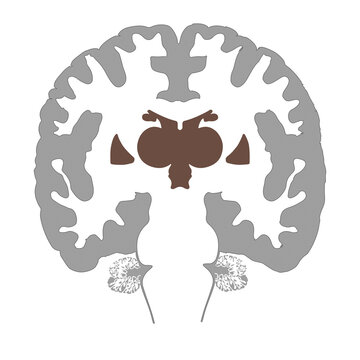 Schematic coronal section of the human brain highlighting the thalamus