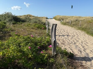 sandy path to the sea through blooming wild rose hedges along the way © Jenny Sturm