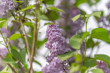 Fototapeta premium Botanical close up lilac inflorescence revealing intricate floral structure and tiny buds, crisp texture, scientific mood ideal for education and plant identification