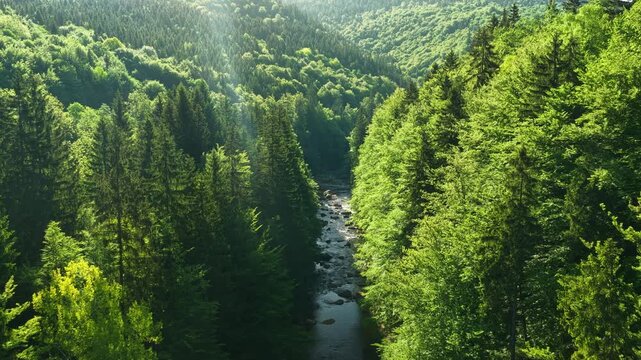 Beautiful Sunrise In Sunny Spring Forest with Mountain River . Sunlight Sunbeams Through Woods In Forest Landscape with Authentic Nature Sound