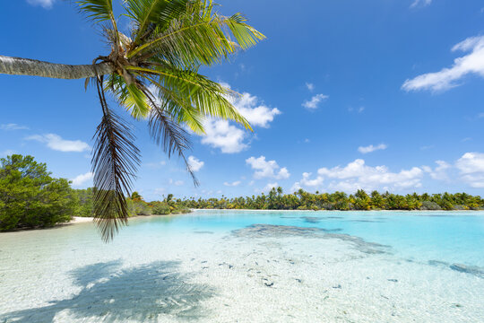 Tropical beach with palm tree, Blue Lagoon, Fakarava, French Polynesia