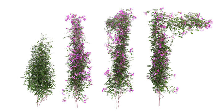 lavender isolated on white background