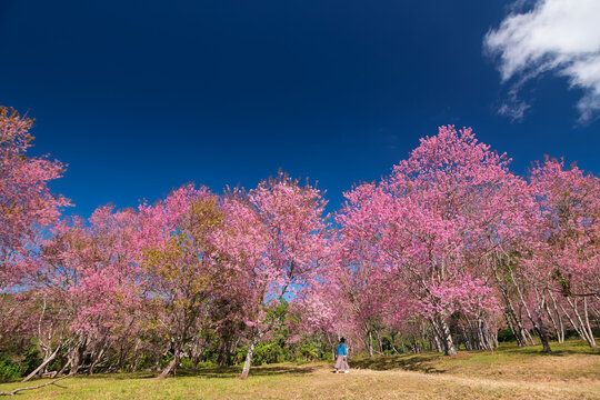 Paper Flowers Field in Royal Project at phu hin Rong Kla, Phitsanulok, Thailand...
