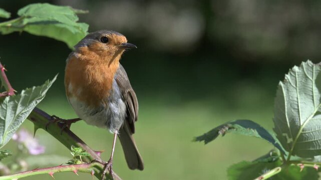 European Robin (Erithacus rubecula) perched in a bramble bush before flying off. June, Kent, UK [Slow motion x4]