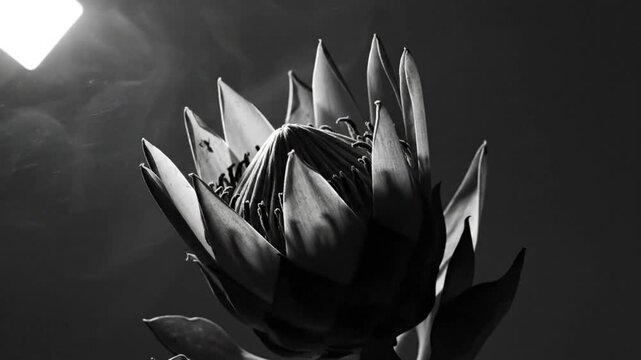 Black and white close up of a king protea flower blossoming dramatically with backlighting and smoky effects