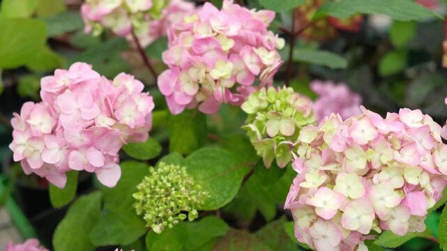 Hydrangea macrophylla blooming. Magenta, white and pink heads of bigleaf hydrangea flower petals. Beautiful Garden. Landscaping trend. Shrubbery blooms in backyard. Green landscaped design. Closeup