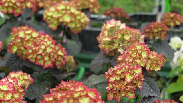 Hydrangea macrophylla blooming. Red, yellow green, pink heads of bigleaf hydrangea flower petals. Beautiful Garden. Landscaping trend. Shrubbery blooms in backyard. Green landscaped design. Closeup