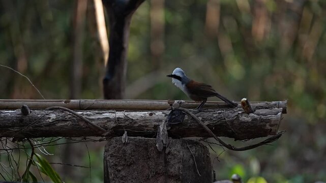 The White-headed Bulbul and the Long-tailed Drongo are competing for food.