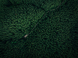 Aerial view of wooden boardwalk in beautiful high altitude forest © lzf