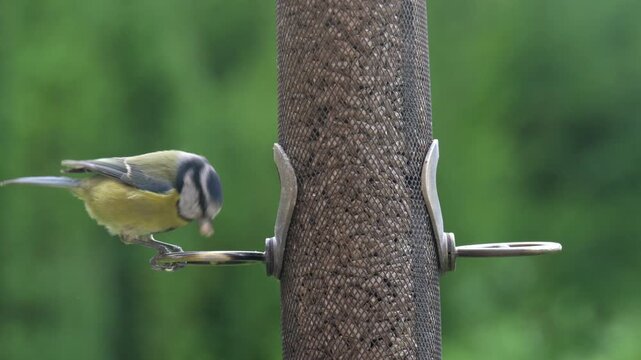Blue Tit (Cyanistes caeruleus) eating sunflower hearts from a garden bird feeder, flying away when a House Sparrow (Passer domesticus) arrives. June, Kent, UK [Slow motion x4]