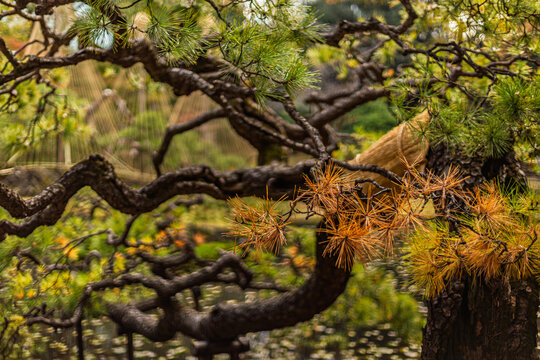 Powerful twisted pine tree trunk and branch with Yukizuri in a Japanese garden November 2023