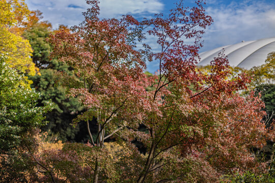 Autumn maple leaves and the white roof of Tokyo Dome at Koishikawa Korakuen Garden November 2023
